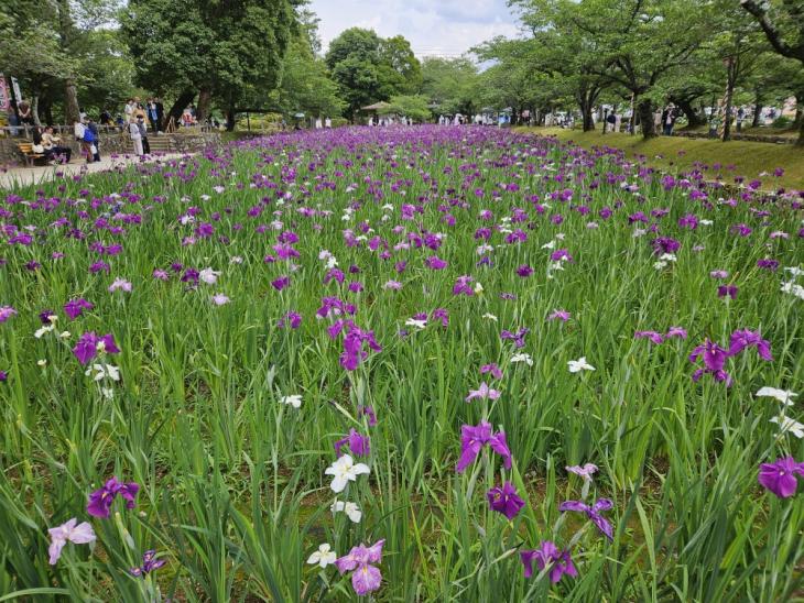 花菖蒲