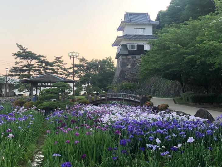 花菖蒲鑑賞の様子