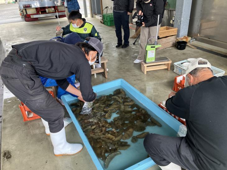 ナマコ水揚げの様子