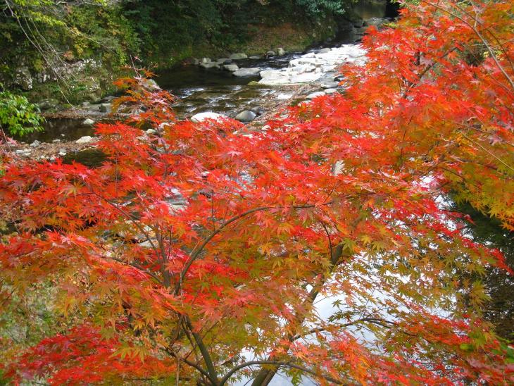 黒木紅葉