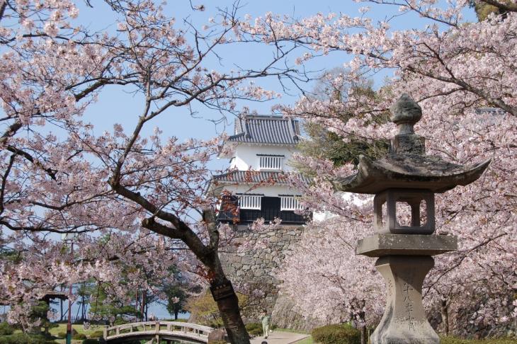 大村公園の満開の桜