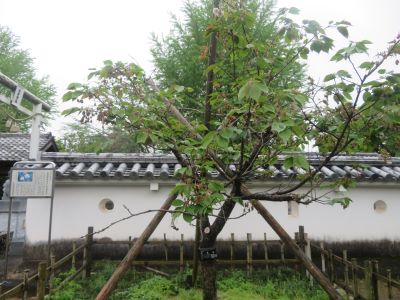 大村神社のクシマザクラ