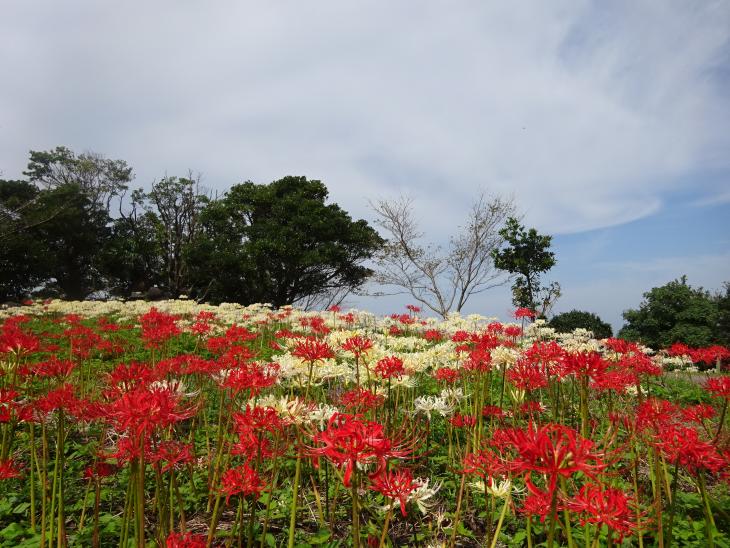 鉢巻山展望所に咲くヒガンバナの様子