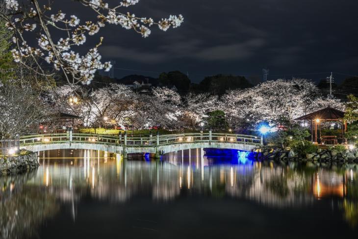 夜桜と水鏡_大村公園