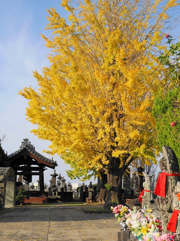 長安寺のイチョウ_長安寺