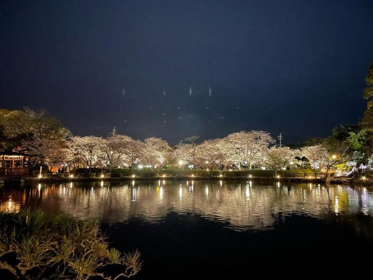 令和5年度大村市景観写真コンクール最優秀賞「夜桜」
