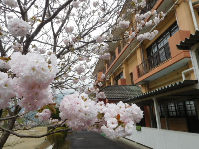 桜