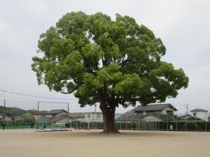 5月9日くすのき