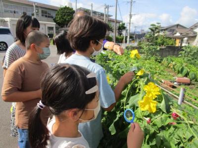 7月7日5年生理科