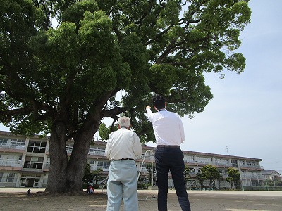 5月11日くすのき2