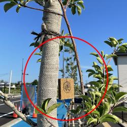 テックス版の写真1