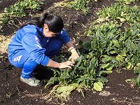 ヤングコーン収穫の様子2