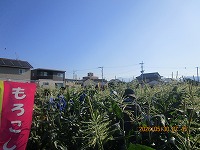 morokositekika1