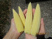 morokositekika5