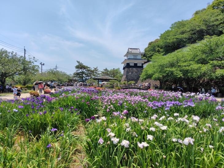 R7花菖蒲