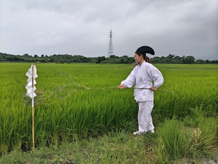 宮中献穀事業「青田祭」の様子4