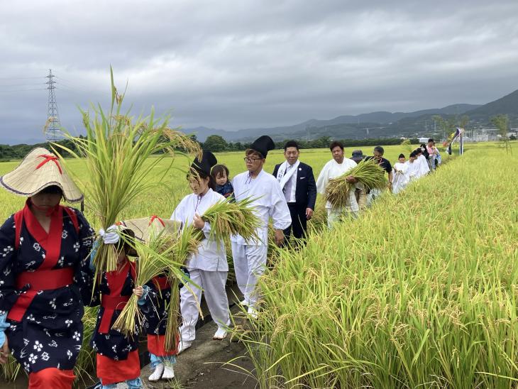 宮中献穀事業「抜穂祭」の様子3