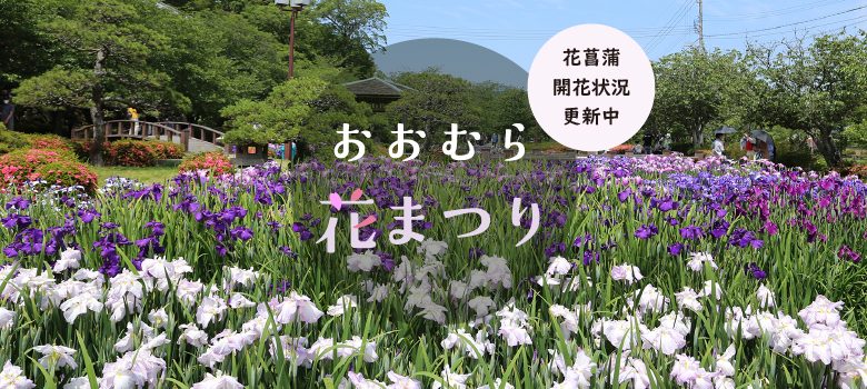 花菖蒲開花状況更新中