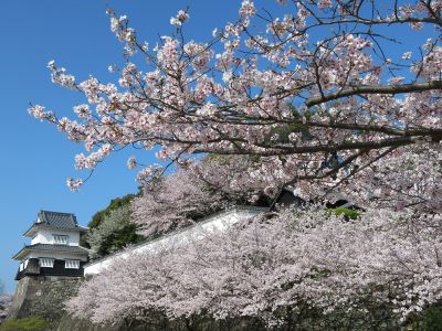 桜と板敷櫓