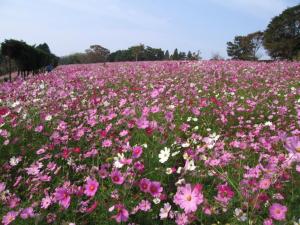 大又農園の満開のコスモス