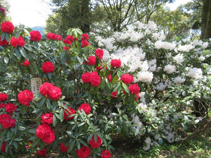 しゃくなげの花、ビビアニー