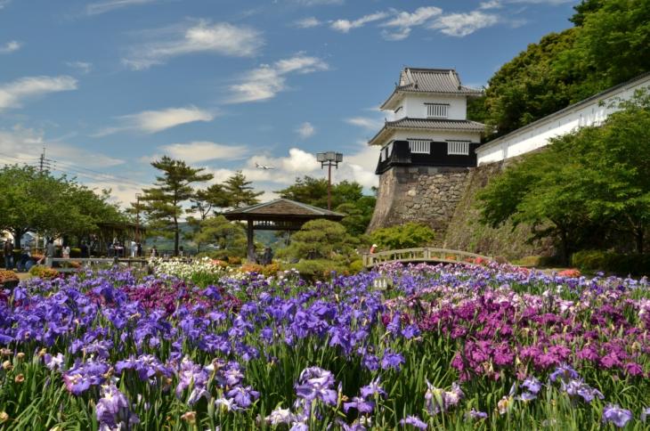 大村公園のハナショウブの写真