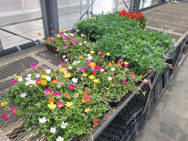花苗の写真