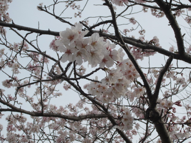 桜