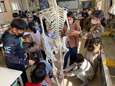 人体模型2
