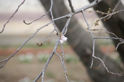 桜