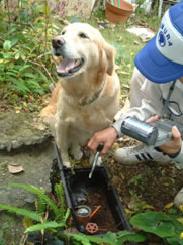 メーターと犬の写真