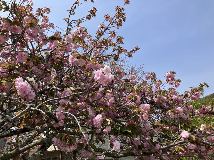 0411sakura