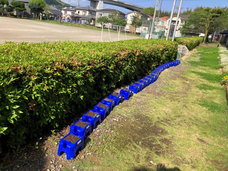 0508asagao1