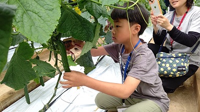 令和7年夏野菜収穫1