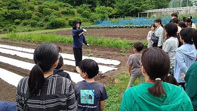 令和7年夏野菜収穫2