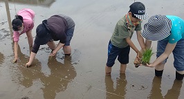 田植えの様子その1