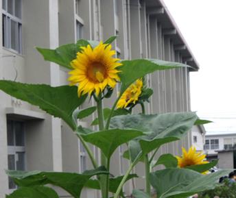 r8137p6